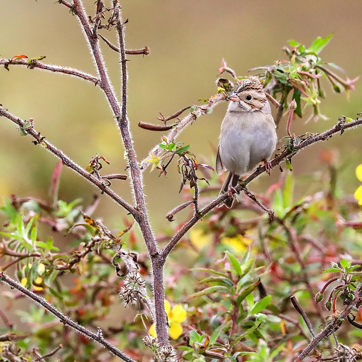 Clay-colored Sparrow - ML611059579