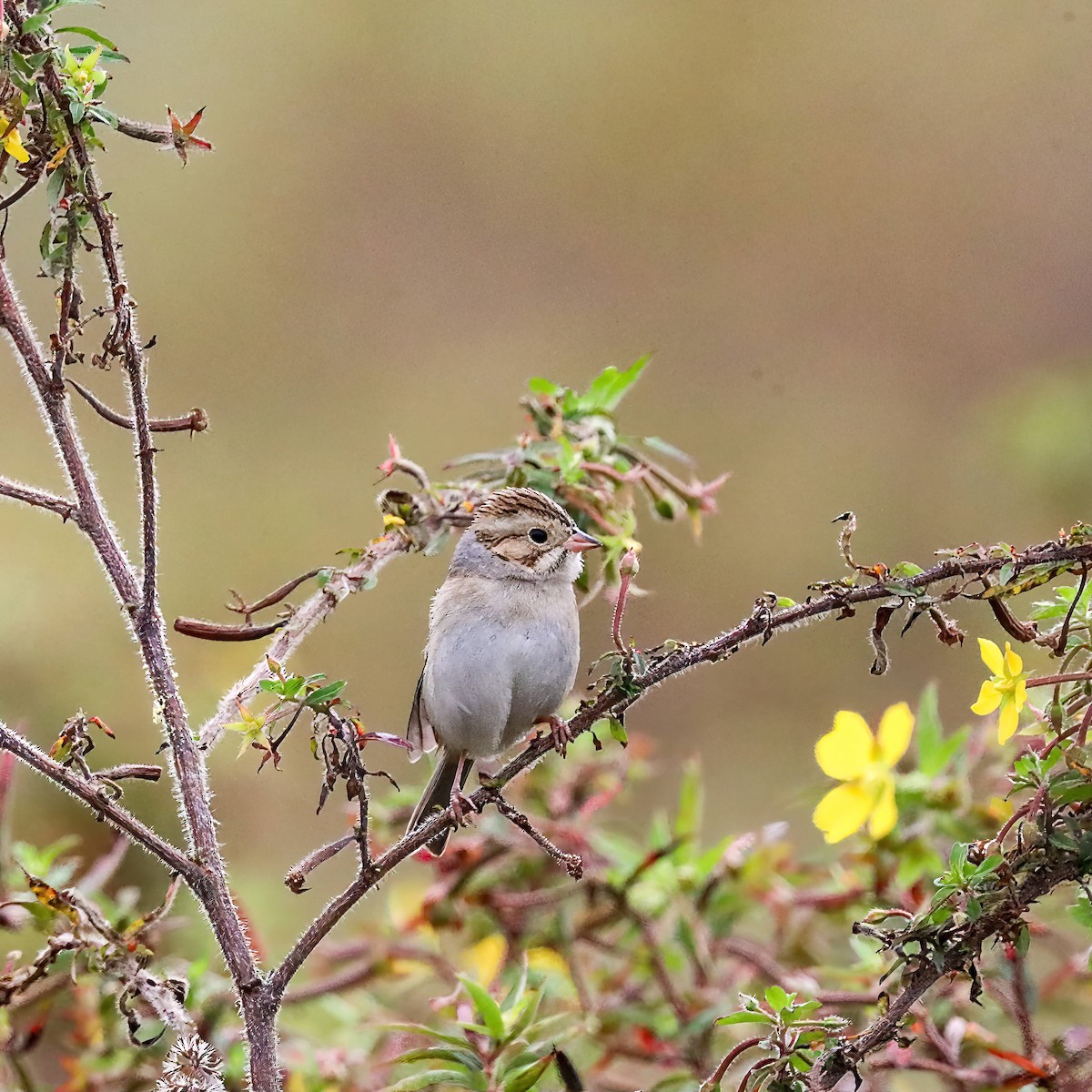Clay-colored Sparrow - ML611059581