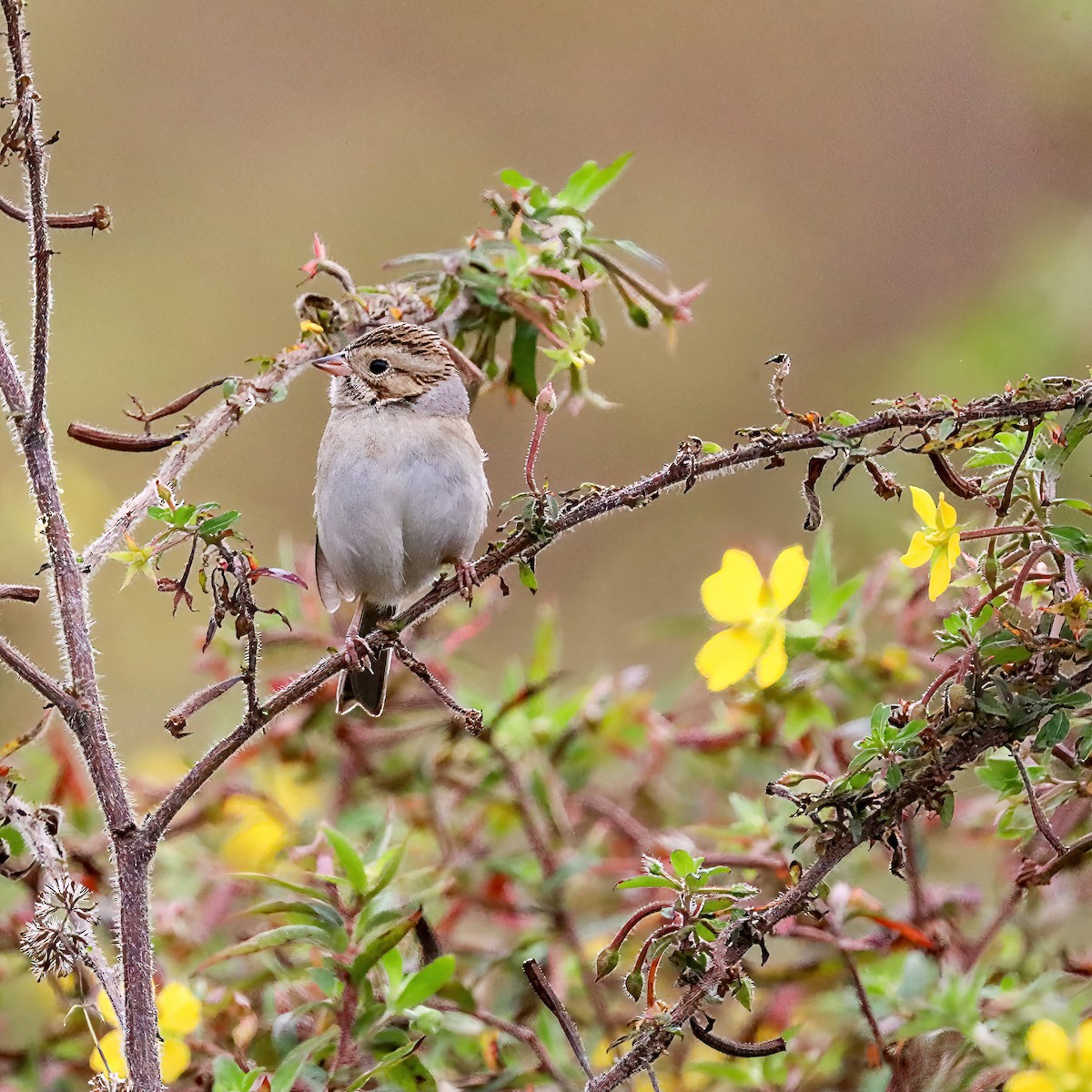 Clay-colored Sparrow - ML611059582