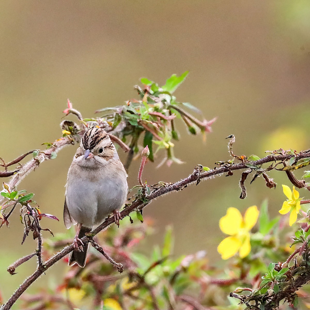 Clay-colored Sparrow - ML611059583