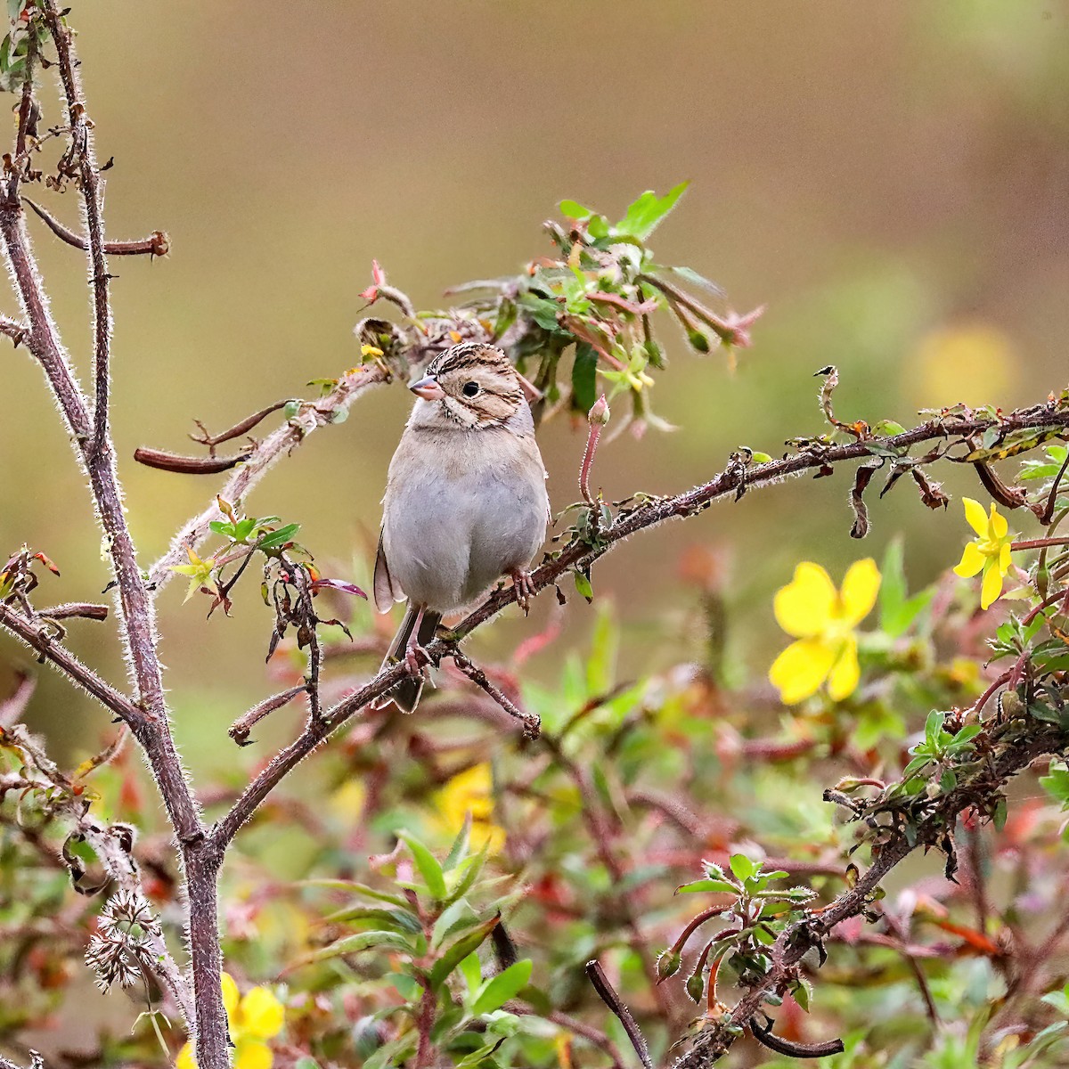 Clay-colored Sparrow - ML611059585