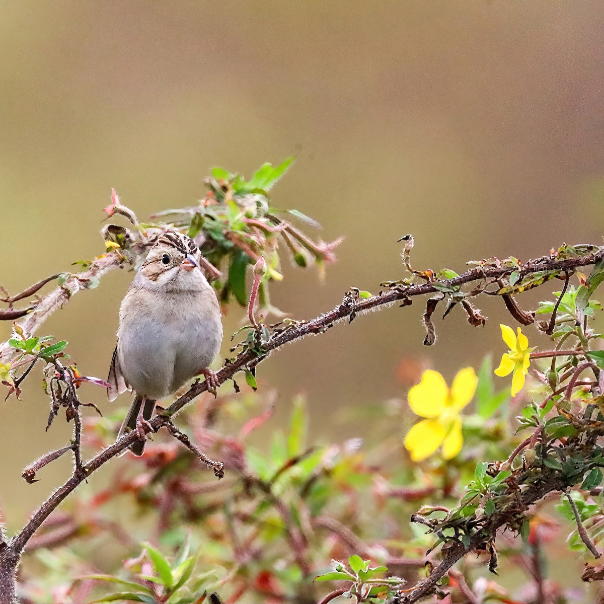 Clay-colored Sparrow - ML611059586