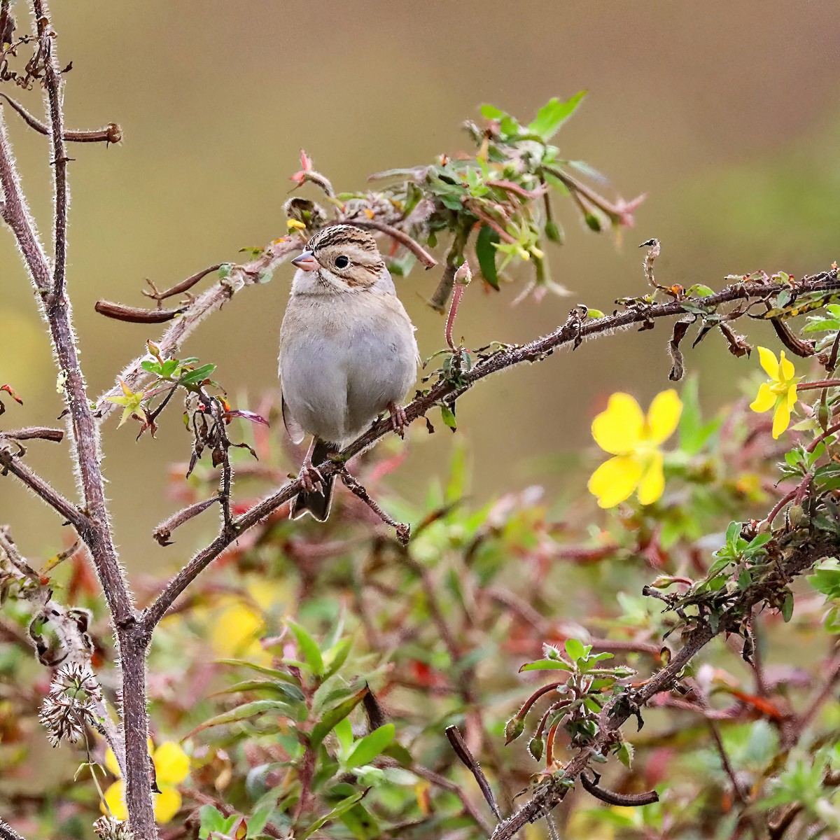 Clay-colored Sparrow - ML611059587
