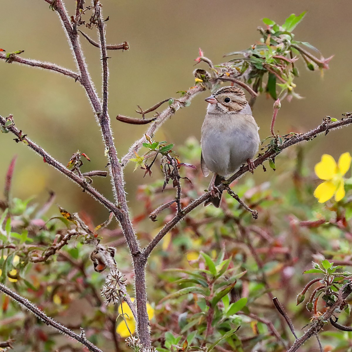Clay-colored Sparrow - ML611059588