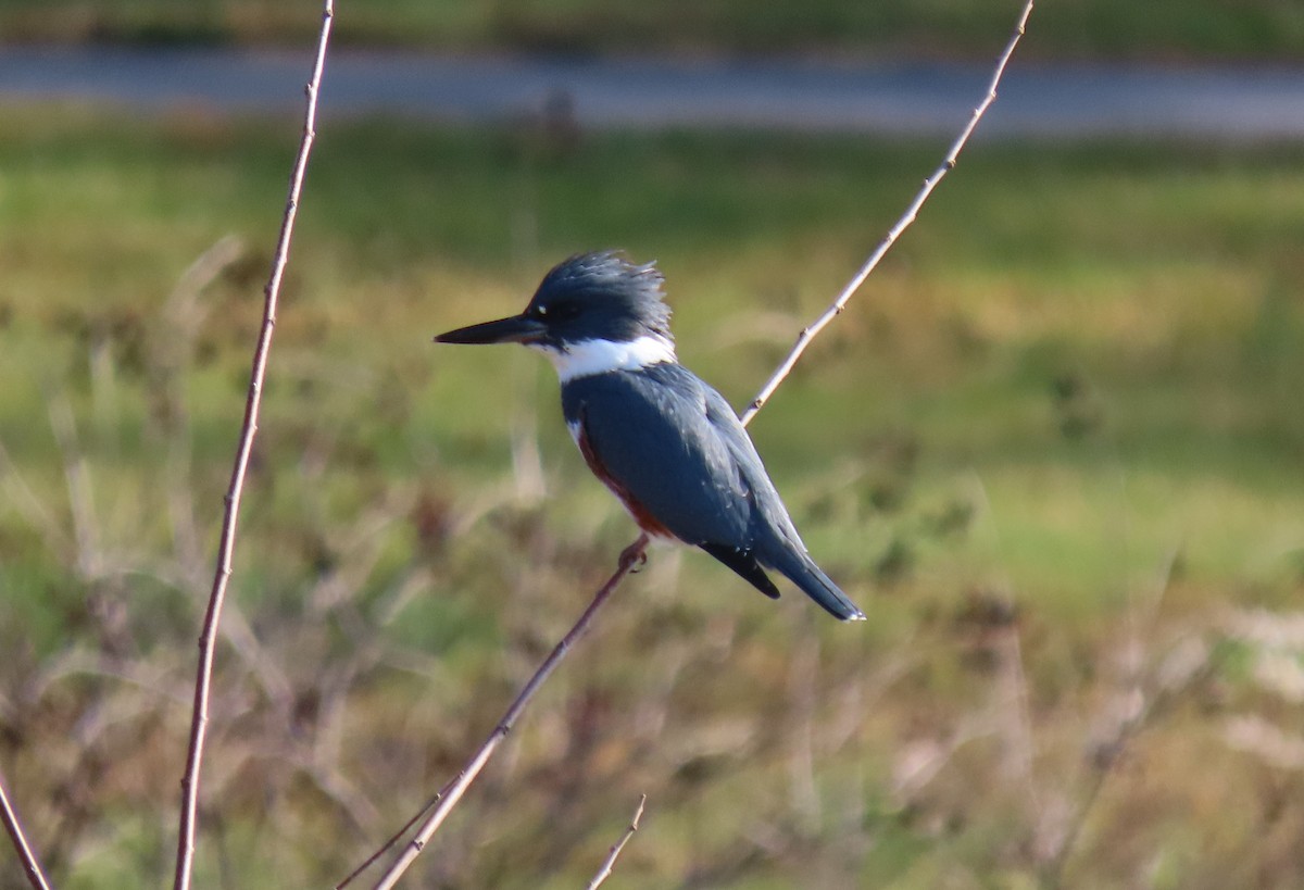 Belted Kingfisher - ML611060004