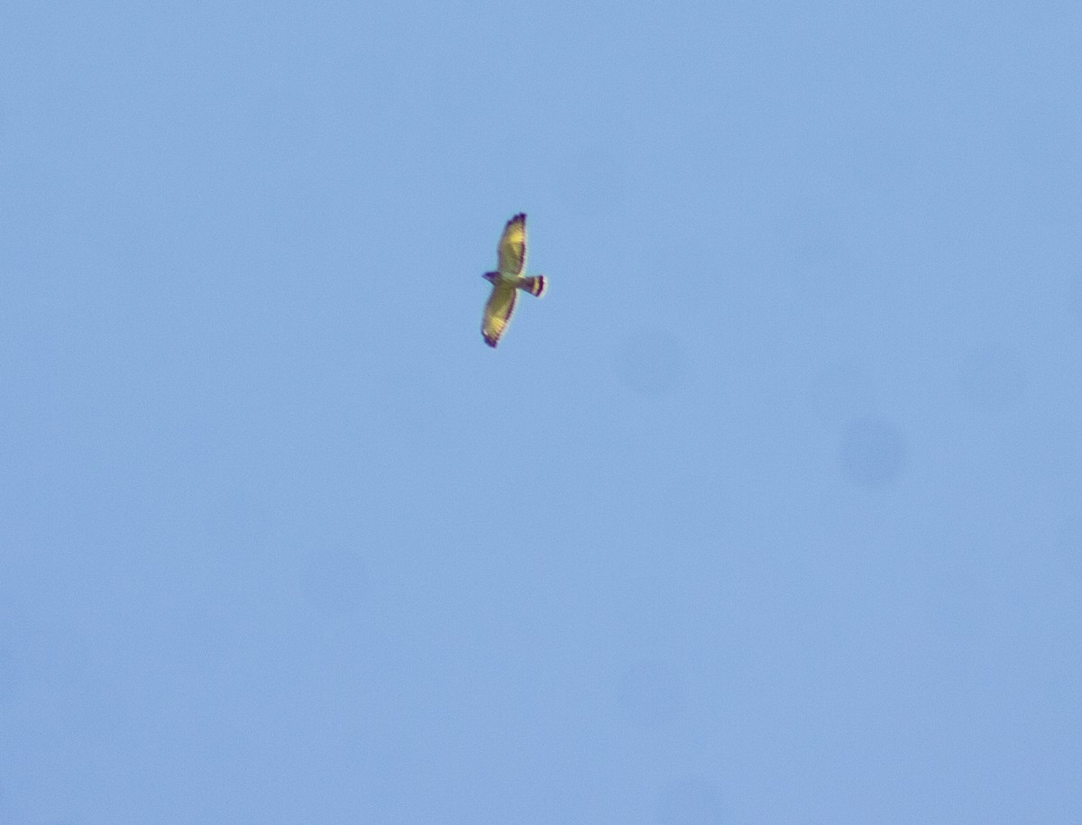 Broad-winged Hawk - ML611060394