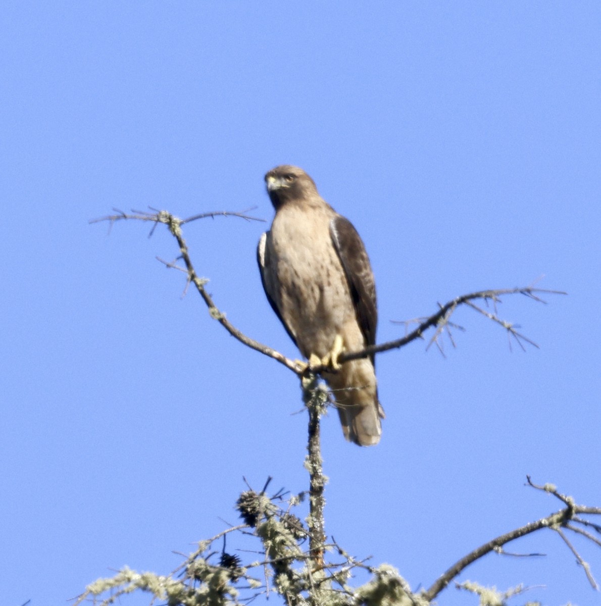 Red-tailed Hawk - ML611060583