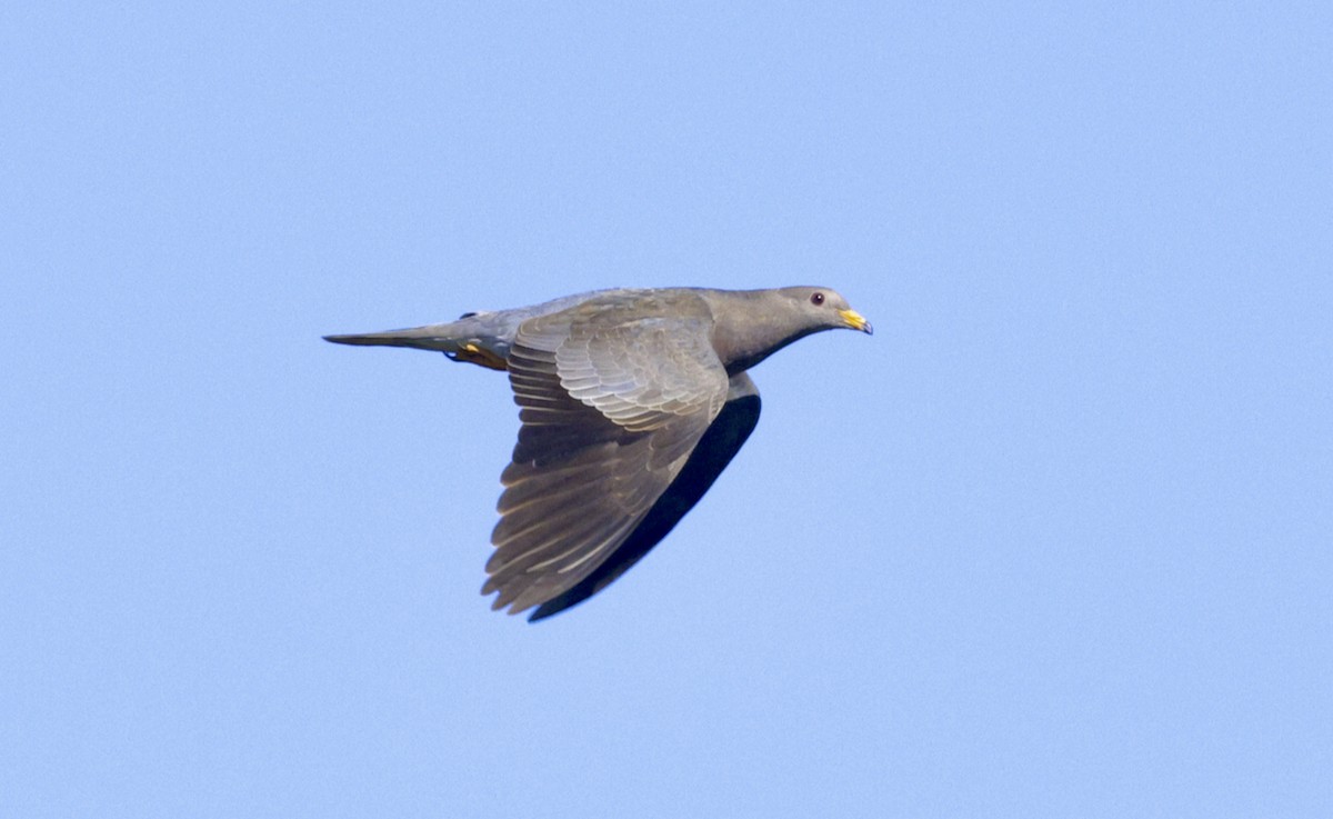 Band-tailed Pigeon - Adam Dudley