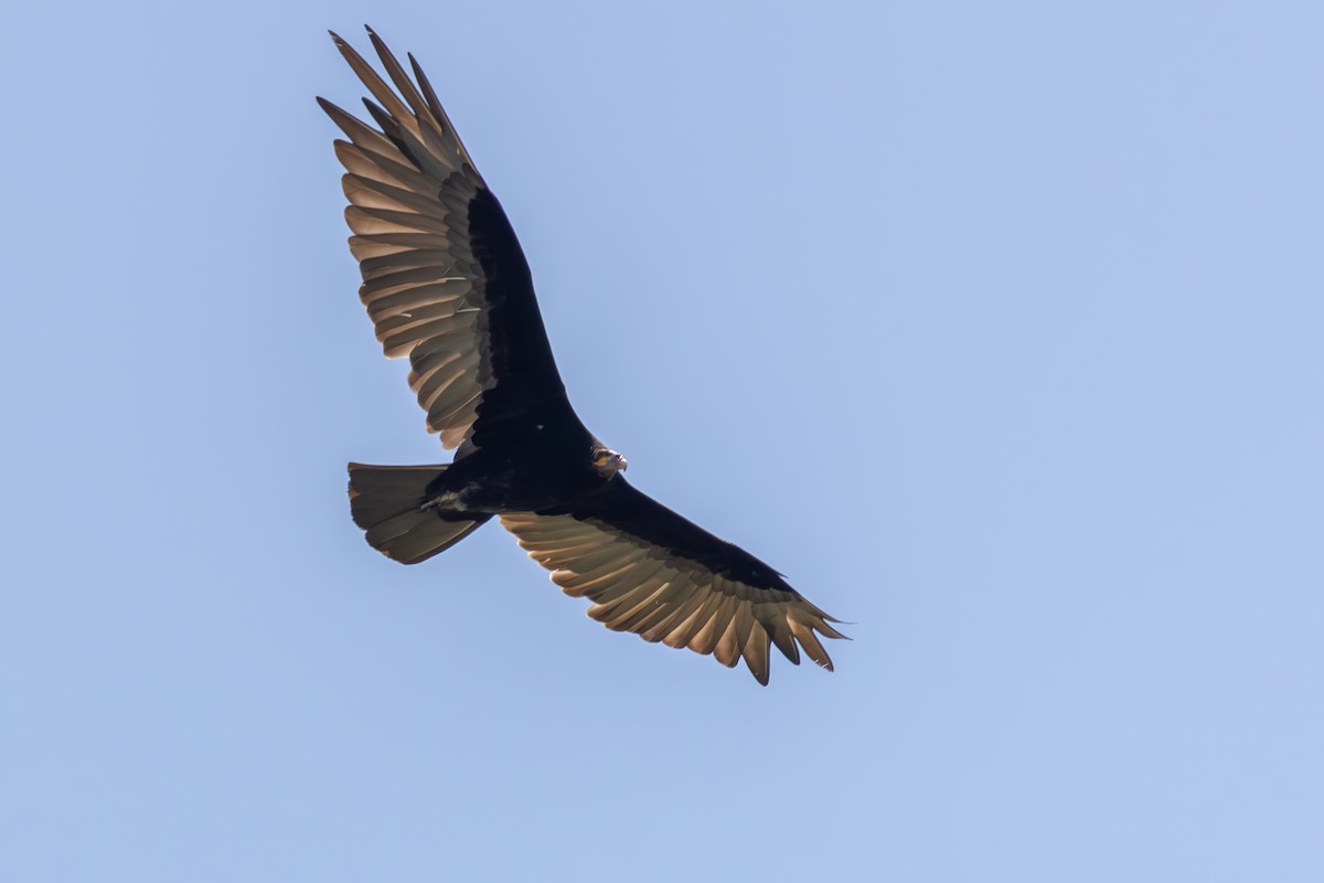 Lesser Yellow-headed Vulture - ML611060825