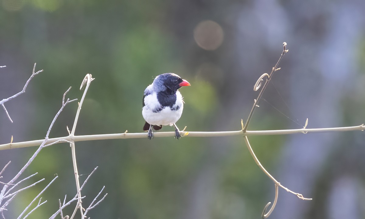 Red-billed Pied Tanager - ML611060828