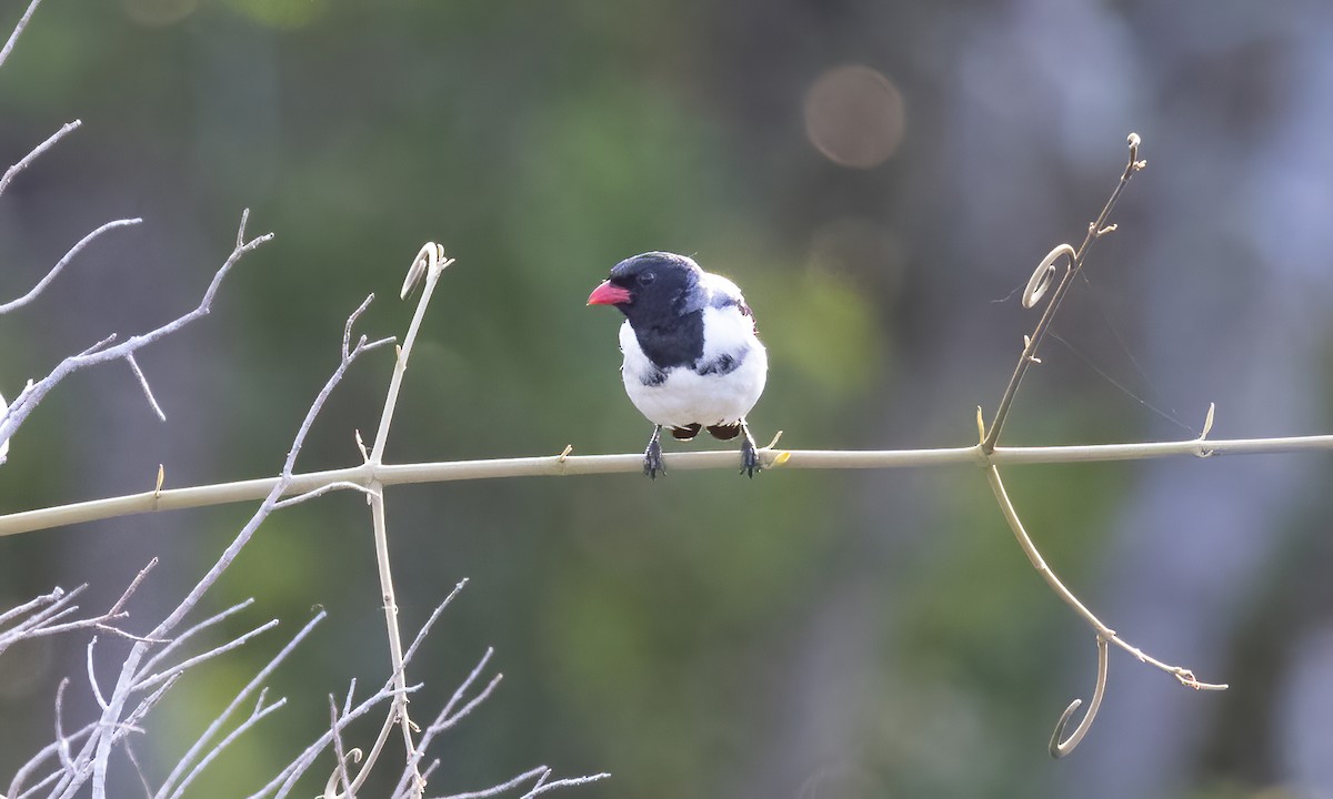 Red-billed Pied Tanager - ML611060829