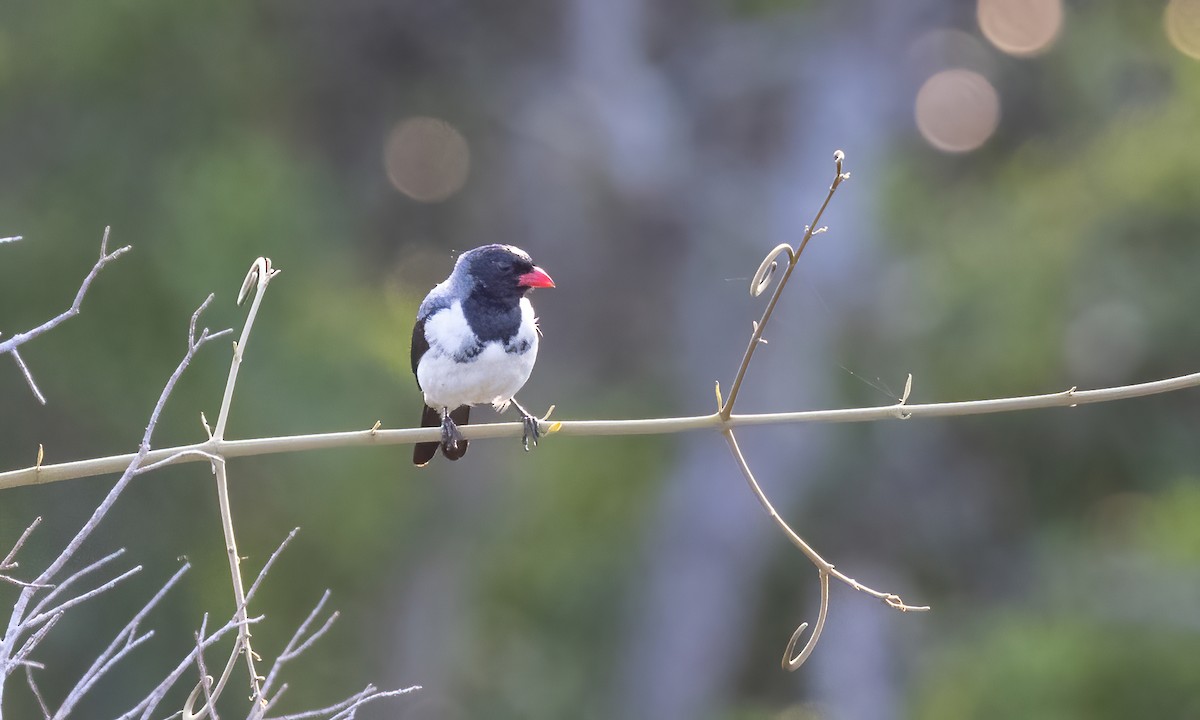 Red-billed Pied Tanager - ML611060831