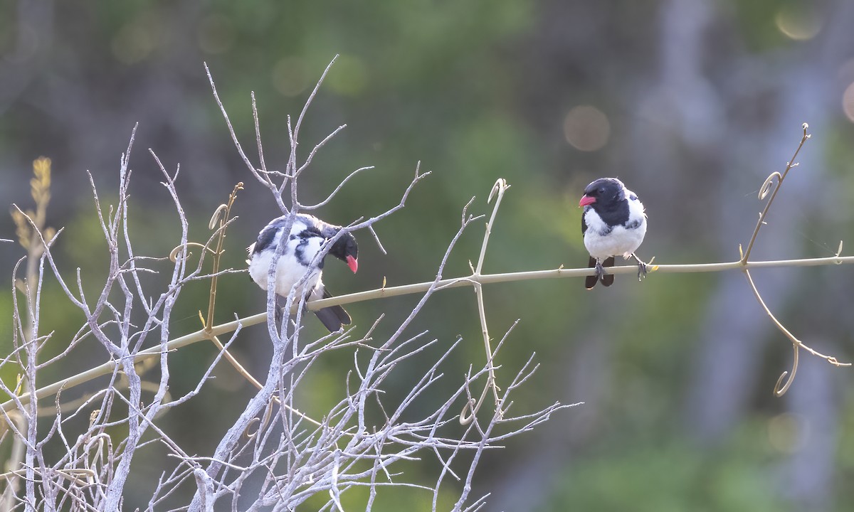 Red-billed Pied Tanager - Paul Fenwick