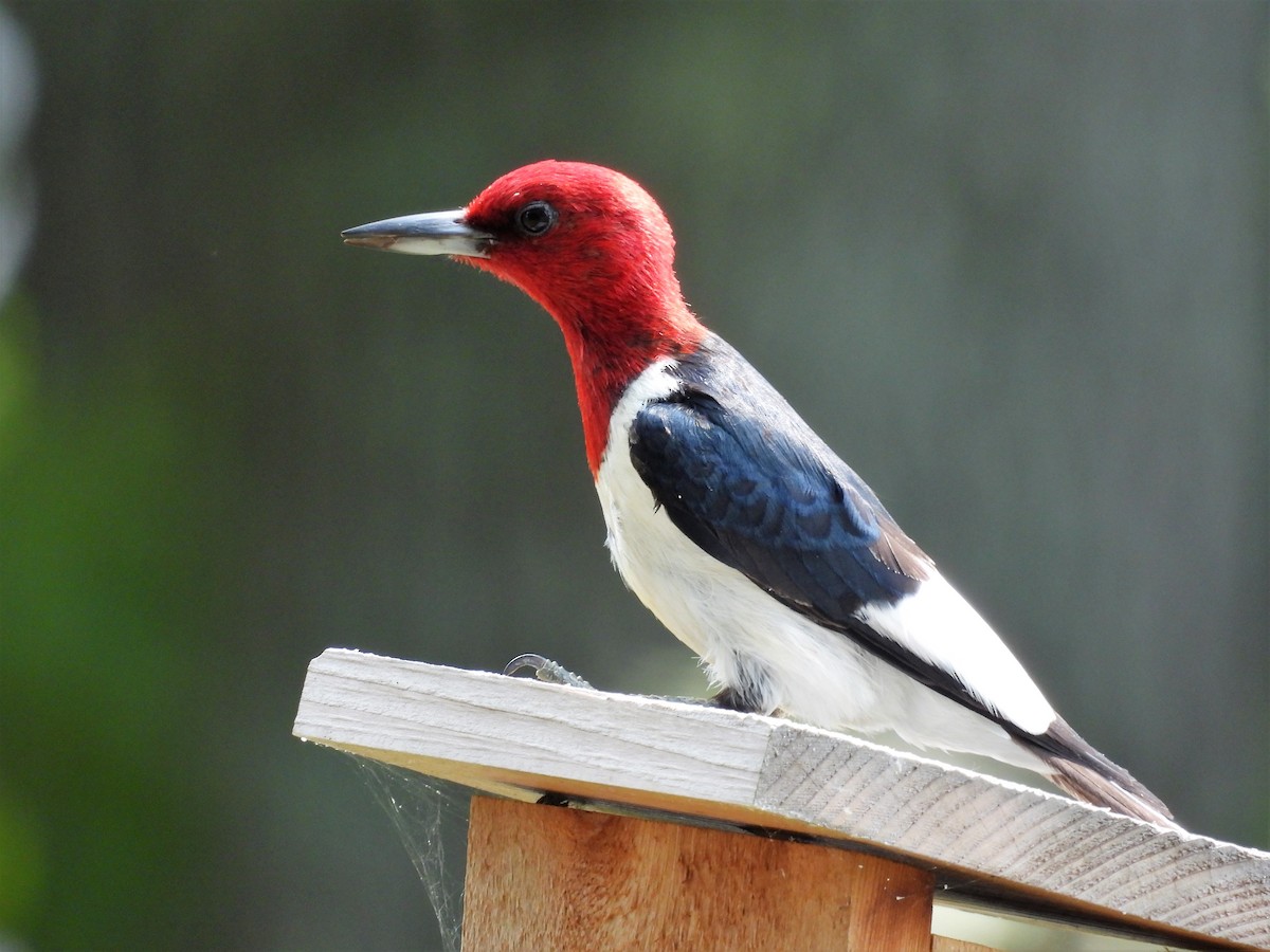 Red-headed Woodpecker - ML611060950