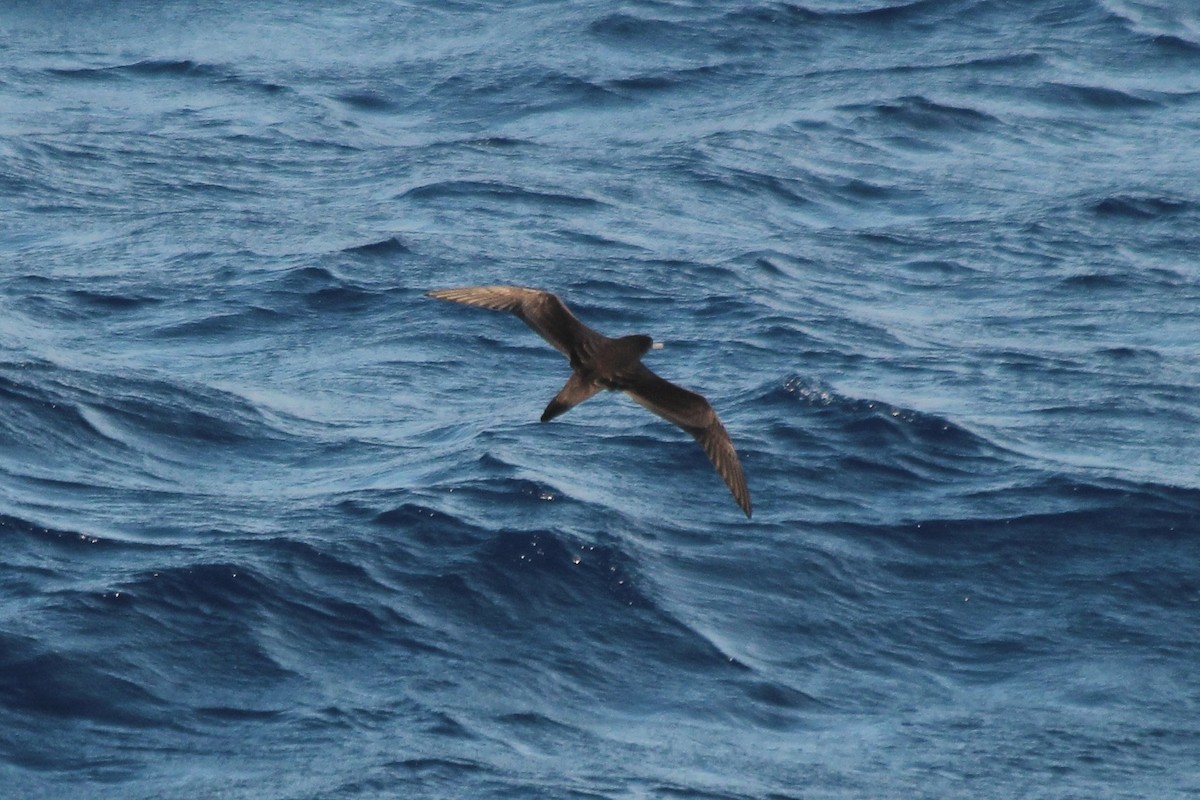 Flesh-footed Shearwater - ML611061233