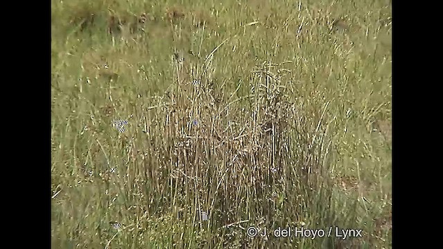 Патагонский конёк [группа correndera] - ML611061522