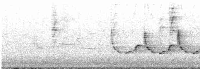 Поплітник каролінський - ML611061703