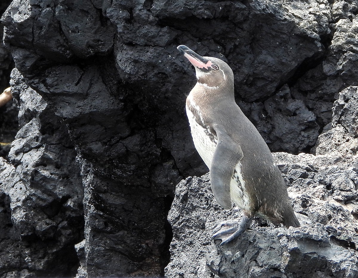 Galapagos Penguin - ML611062636