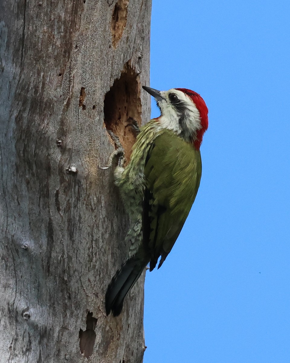 Cuban Green Woodpecker - ML611062677