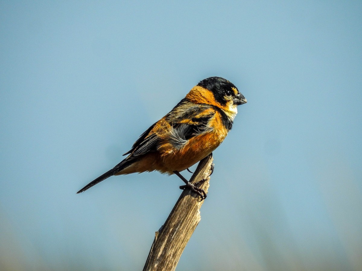 Rusty-collared Seedeater - ML611062708