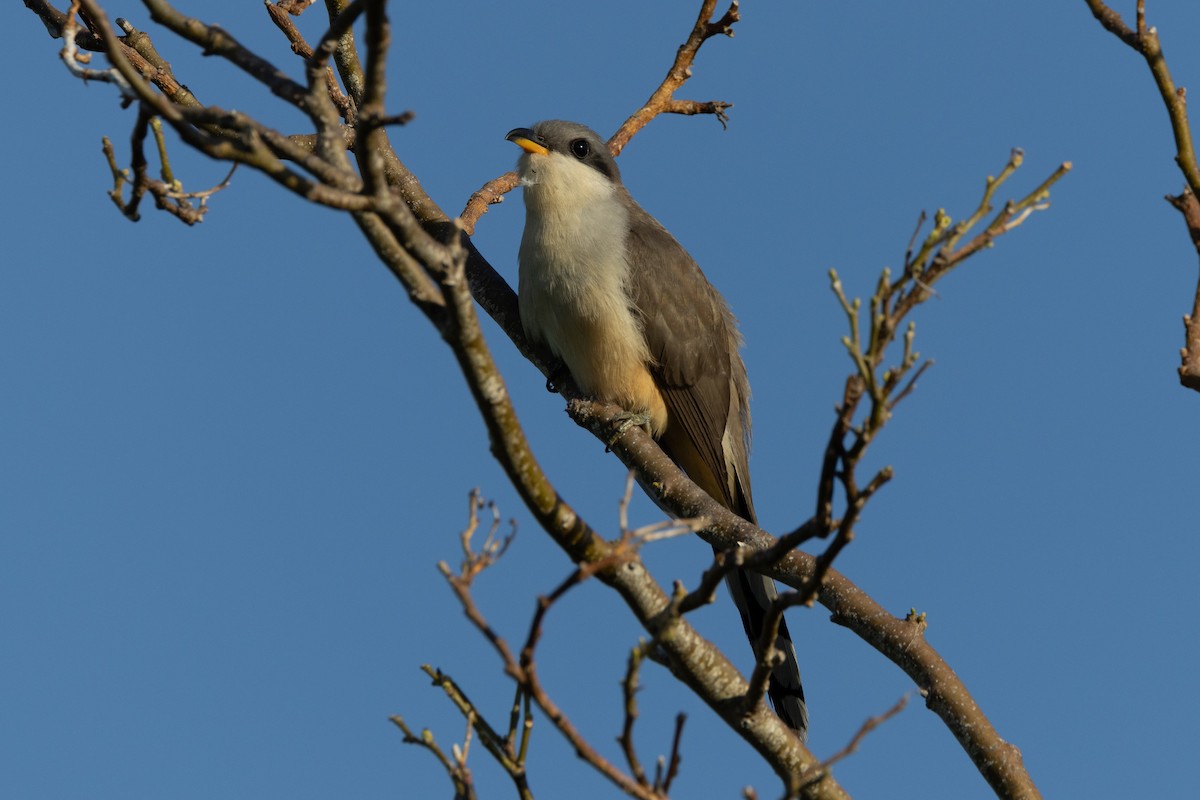 Mangrove Cuckoo - ML611063125