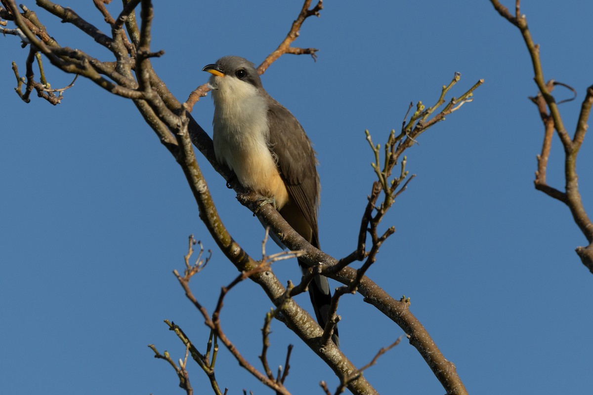 Mangrove Cuckoo - ML611063126