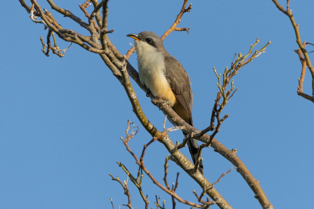 Mangrove Cuckoo - Robert Raffel
