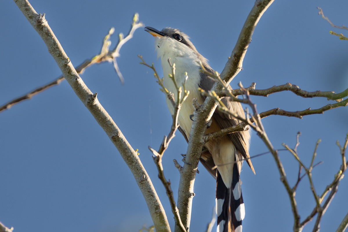 Mangrove Cuckoo - Robert Raffel