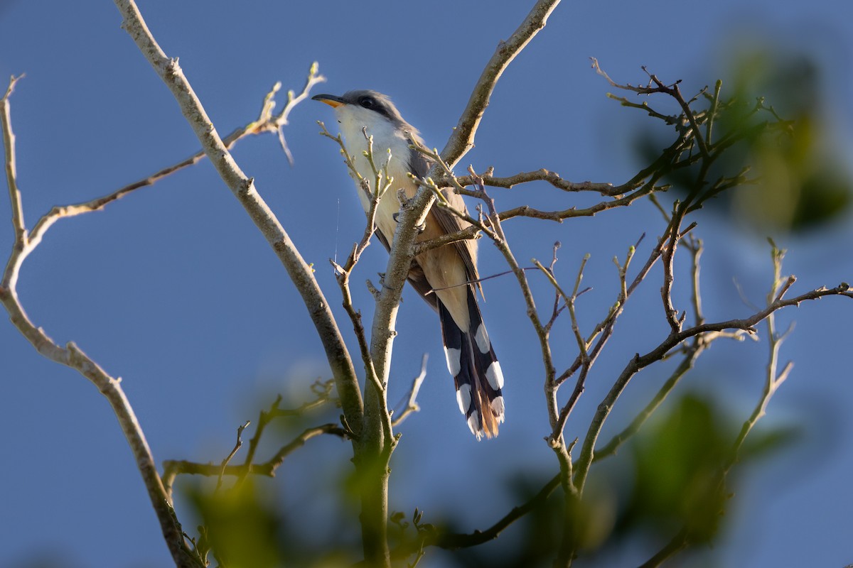 Mangrove Cuckoo - ML611063143