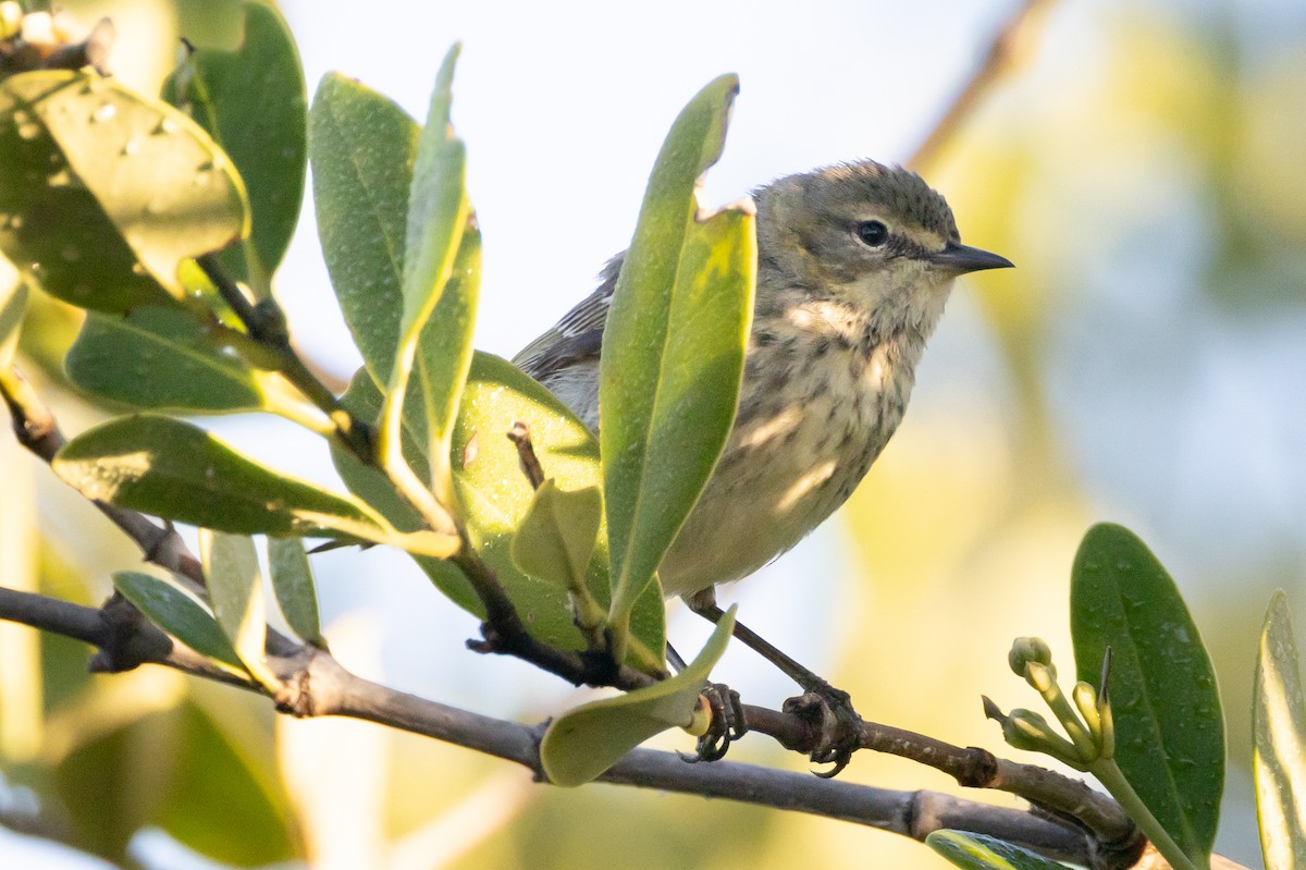 Cape May Warbler - ML611063459