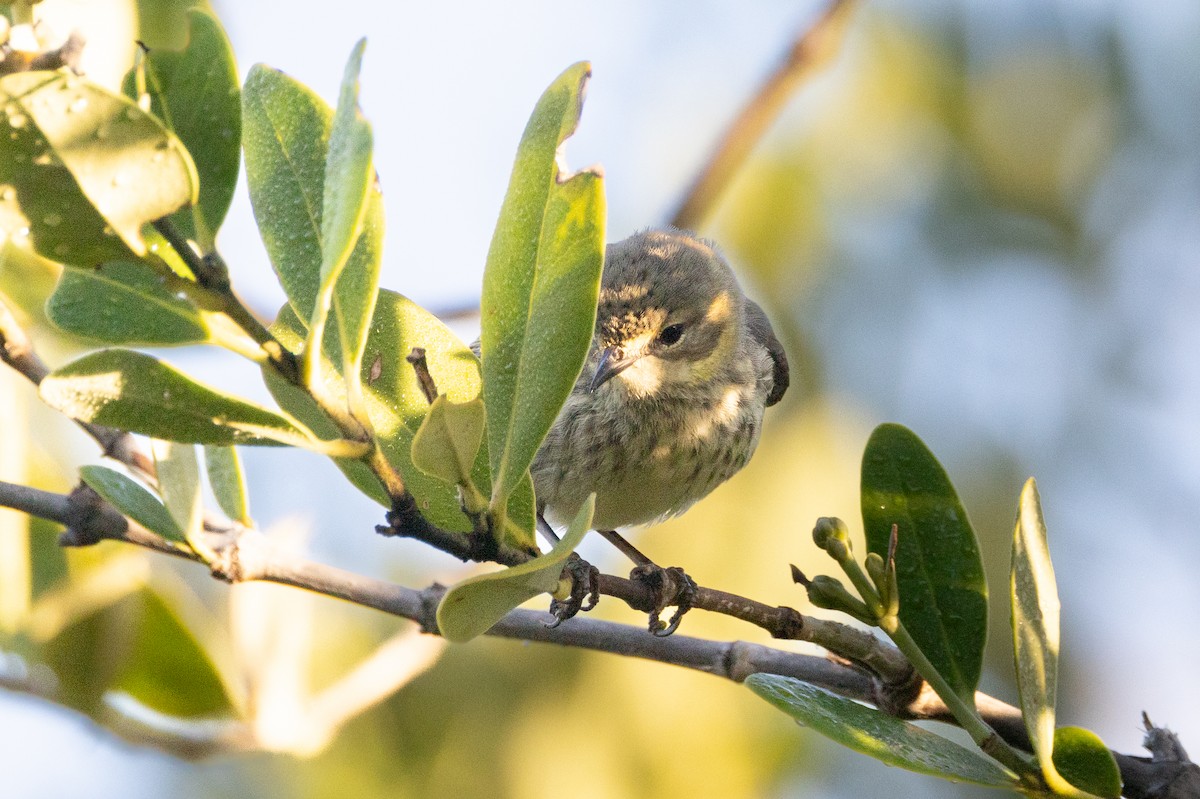 Cape May Warbler - ML611063461