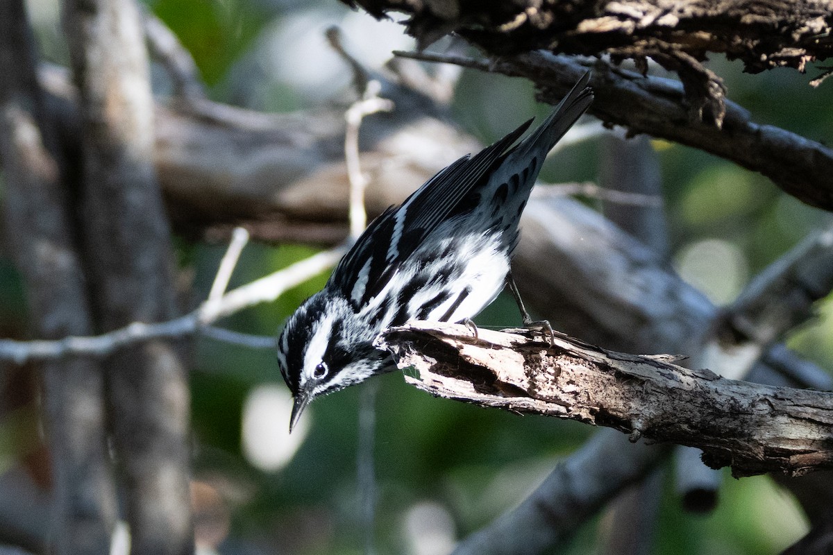 Black-and-white Warbler - ML611063869