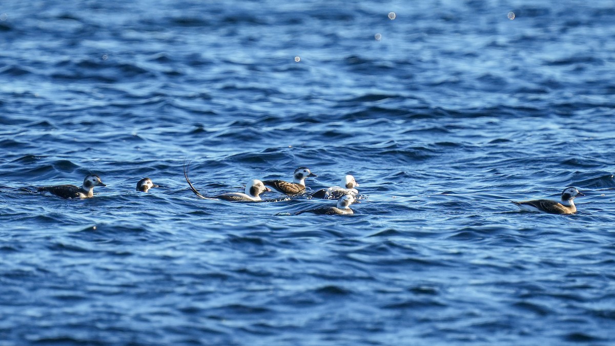 Long-tailed Duck - ML611064297