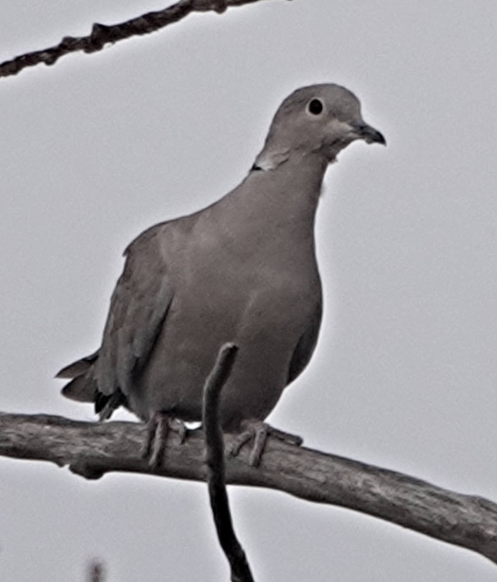 Eurasian Collared-Dove - ML611064545