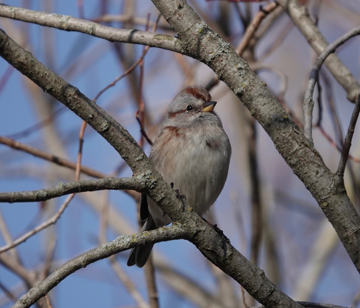 American Tree Sparrow - ML611064613