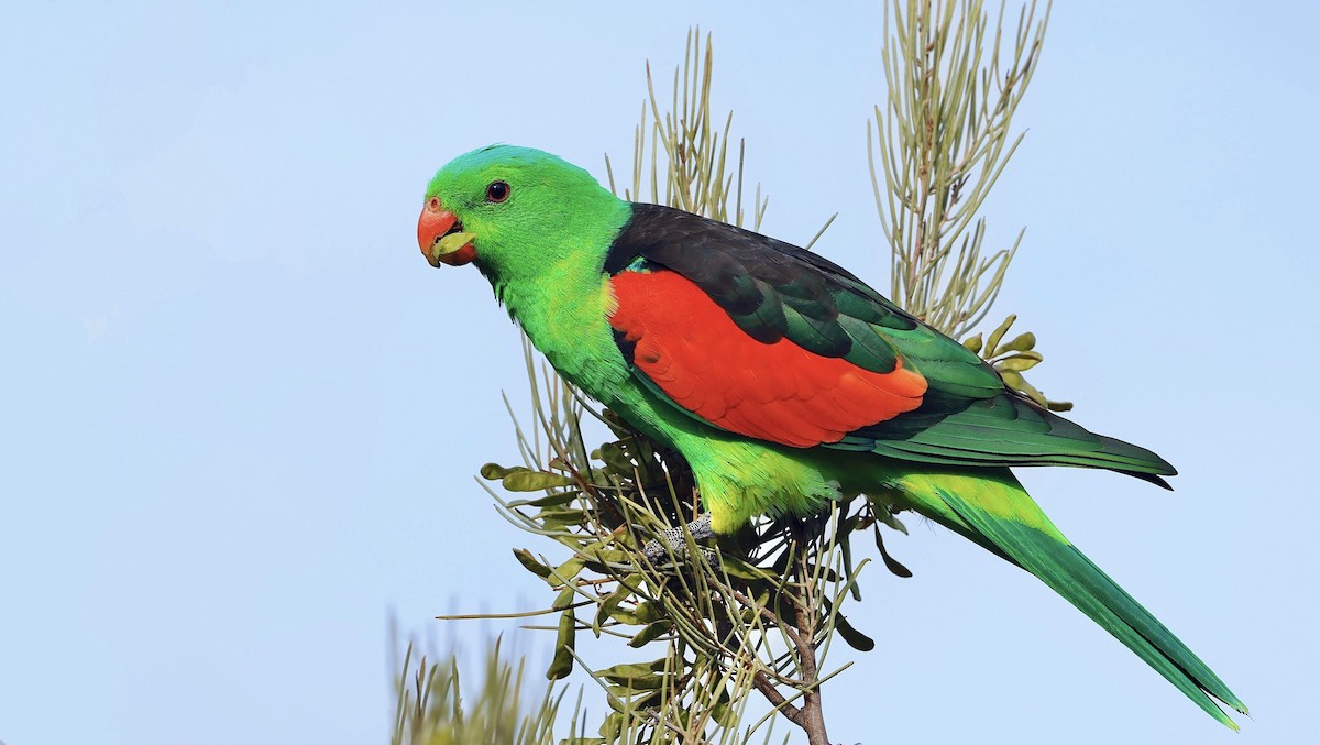 Папужець-червонокрил австралійський - ML611064658