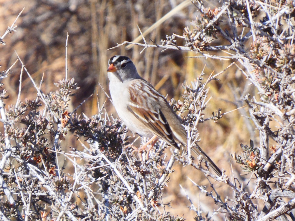 White-crowned Sparrow - ML611064818