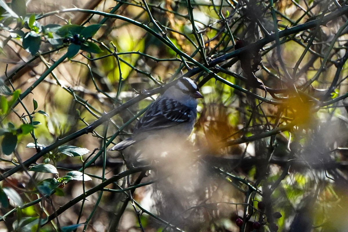 White-crowned Sparrow - ML611064880