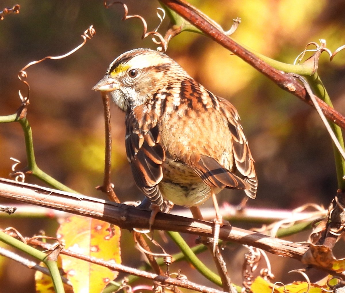 White-throated Sparrow - Moe Molander