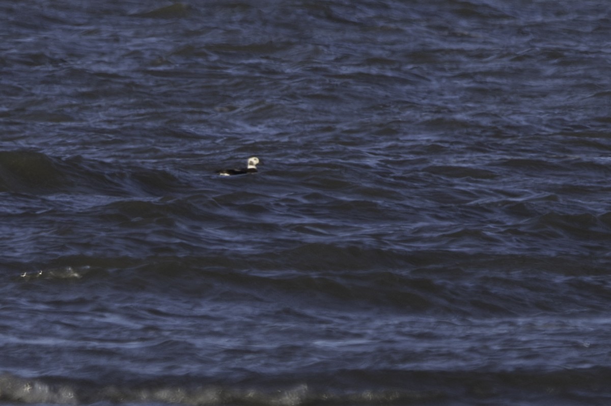Long-tailed Duck - ML611065115
