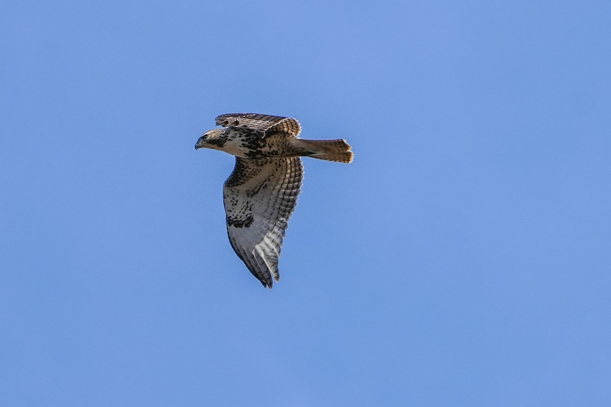 Red-tailed Hawk - ML611065174