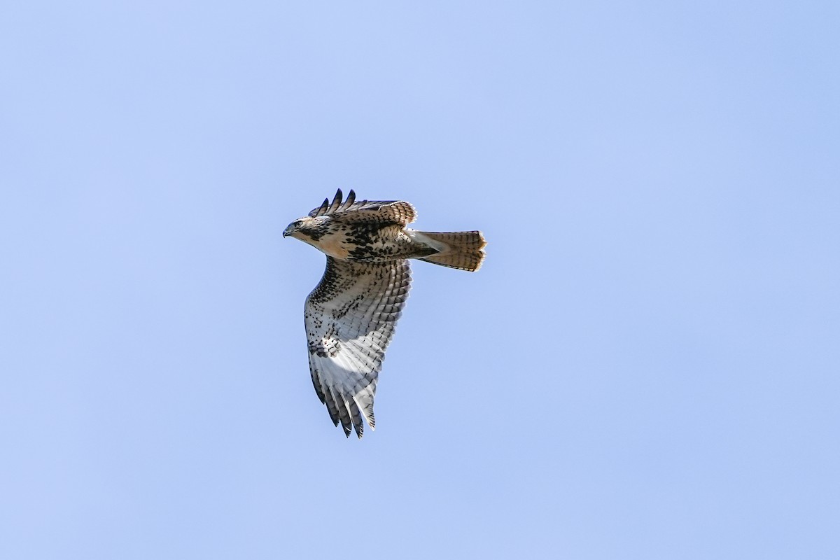 Red-tailed Hawk - ML611065175