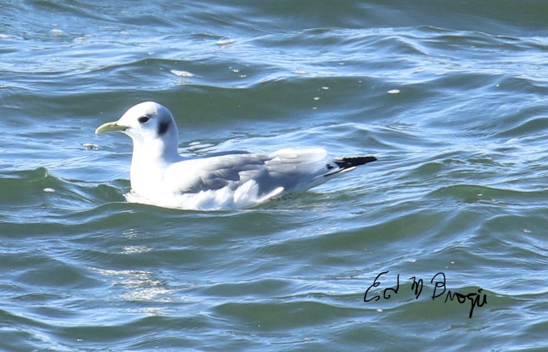 Mouette tridactyle - ML611065342