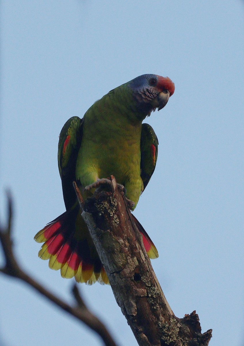 Red-tailed Parrot - ML611065666