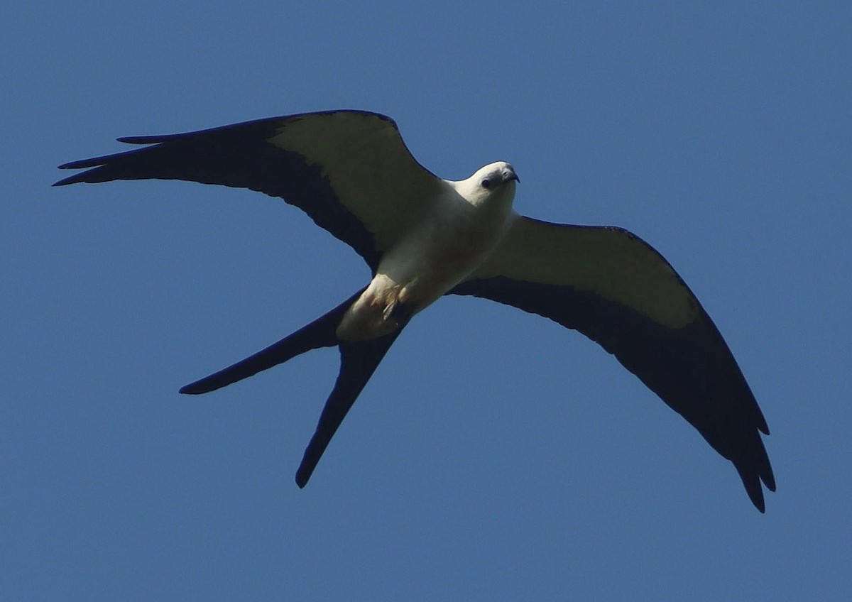 Swallow-tailed Kite - ML611065673