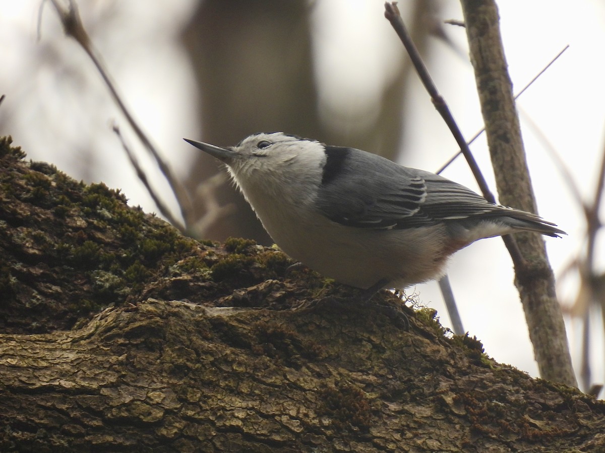 White-breasted Nuthatch - ML611065837