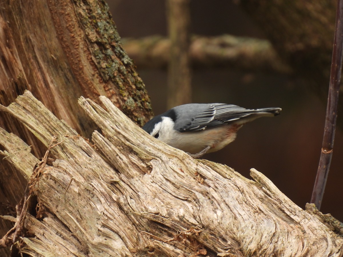 White-breasted Nuthatch - ML611065852