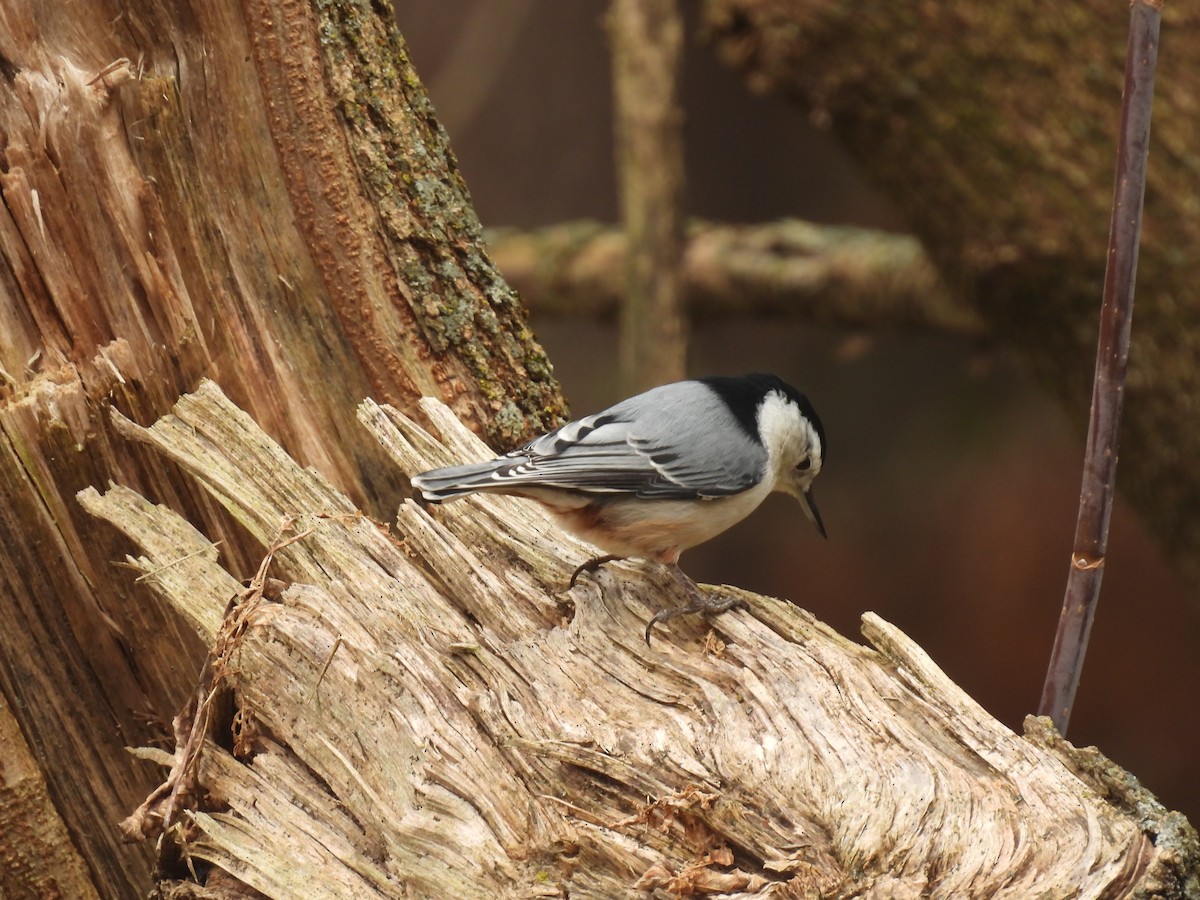 White-breasted Nuthatch - ML611065853