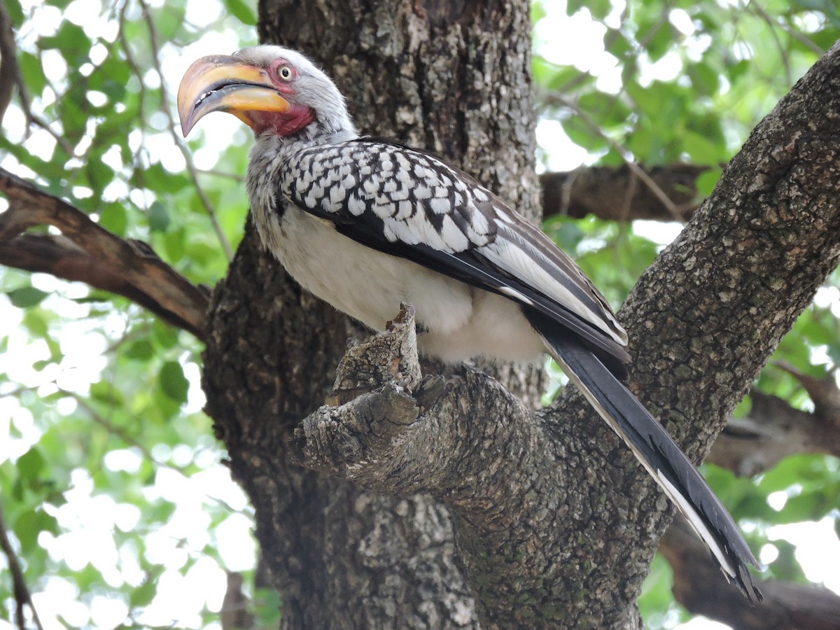 Southern Yellow-billed Hornbill - Más Aves