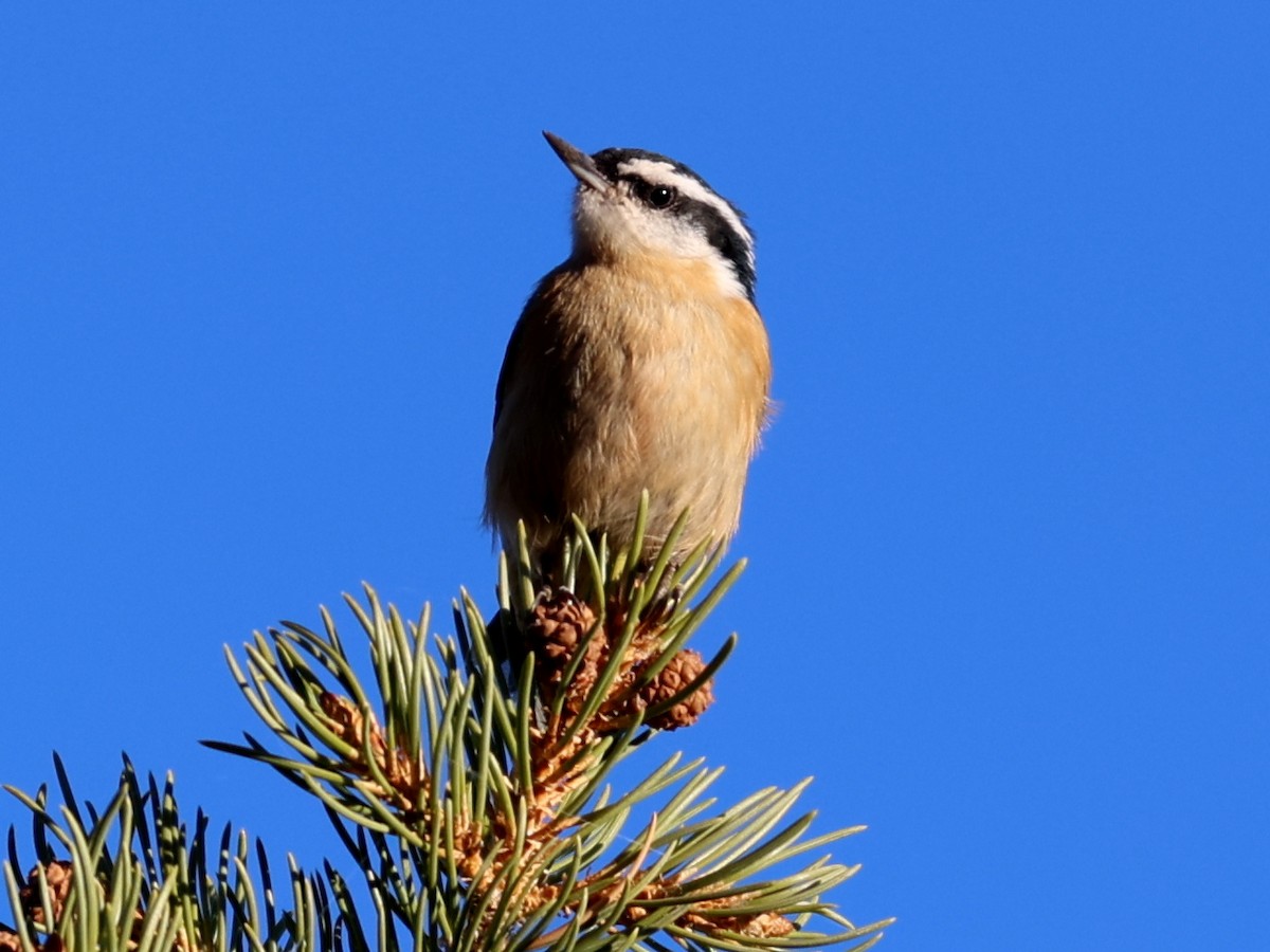 Red-breasted Nuthatch - ML611066093